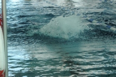 Osterschwimmen-2012-00119